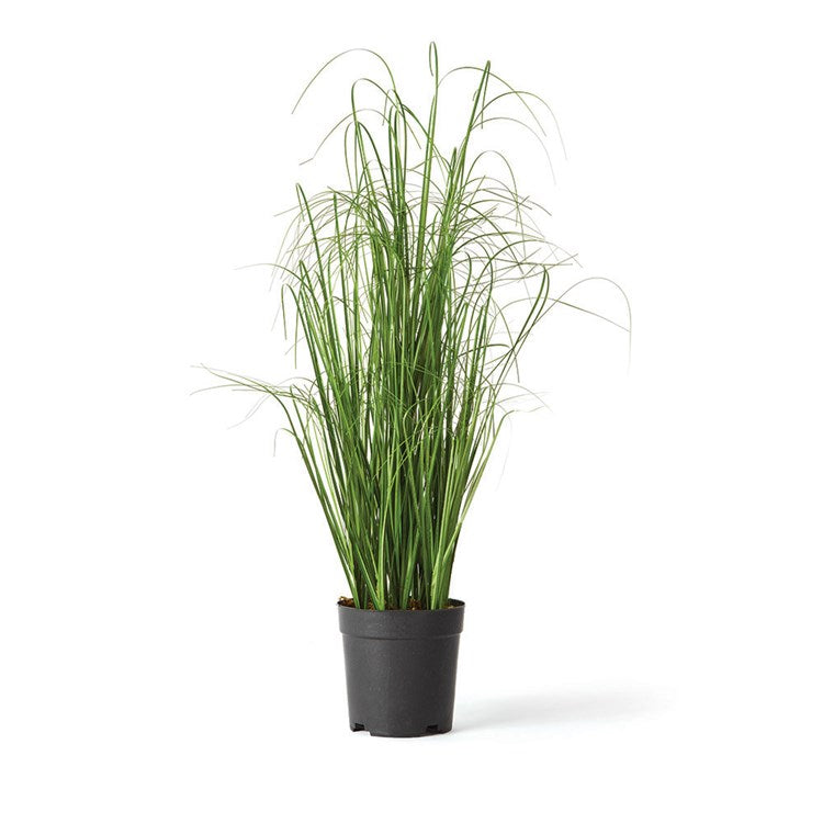 ONION GRASS DROP-IN