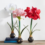 19" Real Touch Red Amaryllis Bulb